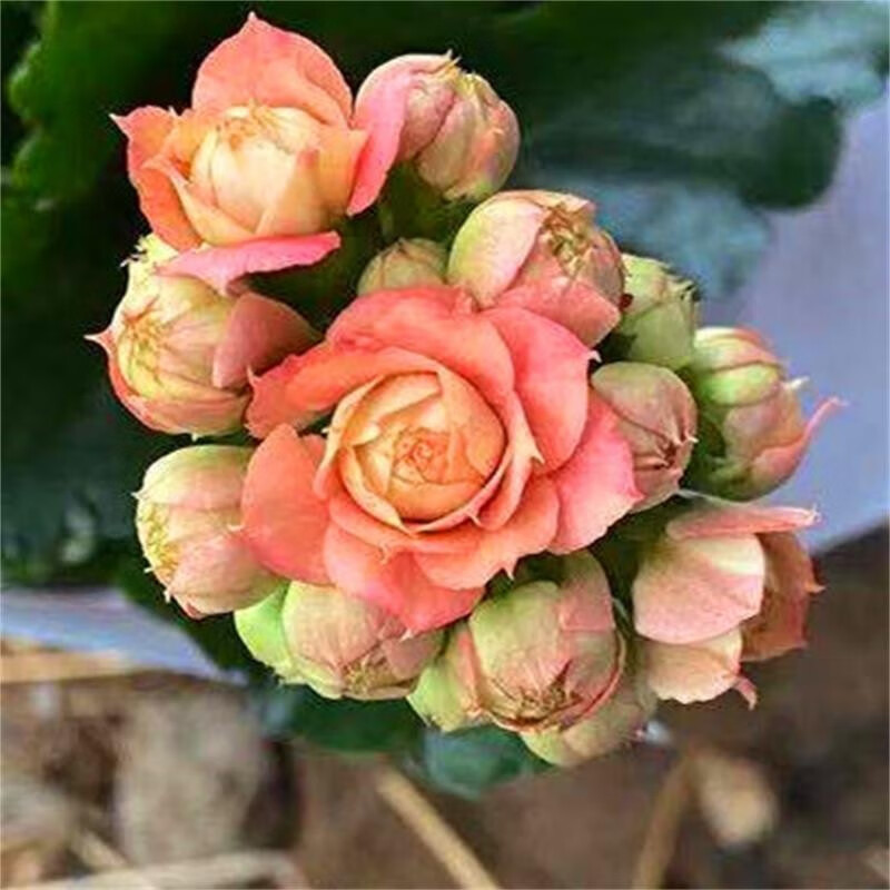 锦枫长寿花盆栽重瓣花大花带花苞花卉植物室内花四季开花好养活 华丽