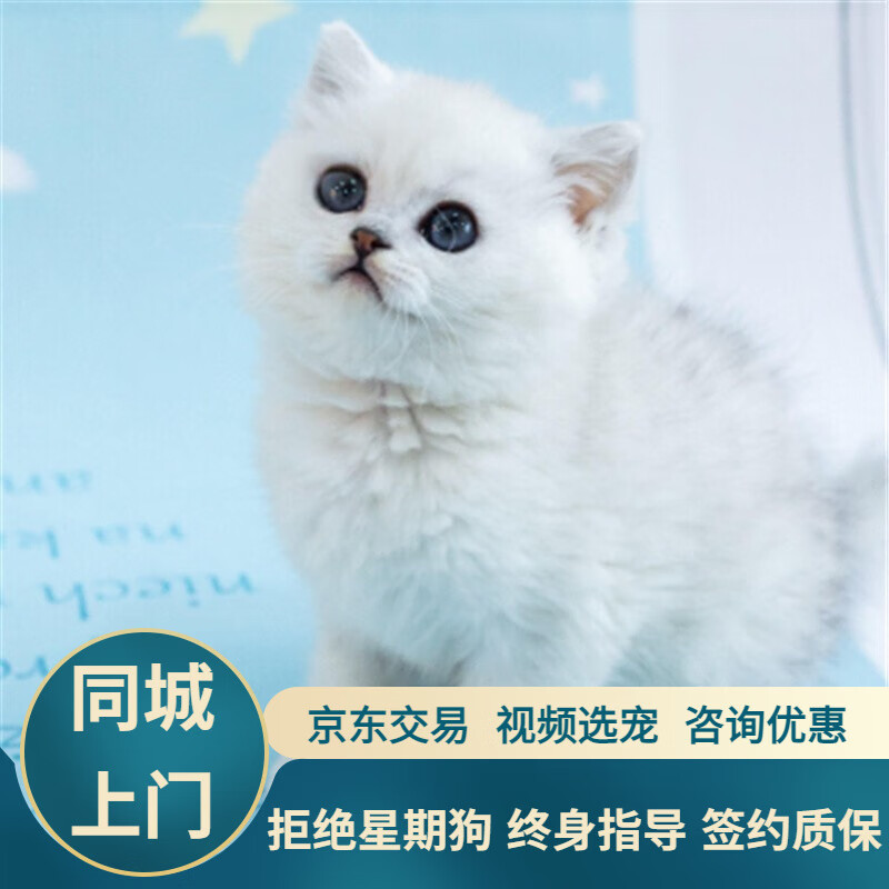 宁宠 英短银渐层猫咪活体宠物猫英国短毛猫 宠物级1 公
