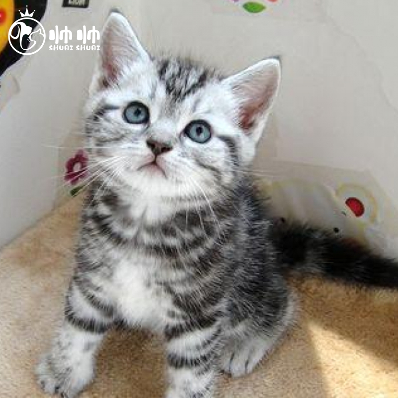 帅帅名宠北京猫舍  美短宠物猫幼崽银渐层幼猫