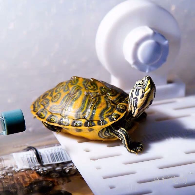 火焰龟精品宽纹红腹活体进口宠物小乌龟苗黄腹深水红黄底纯种黄耳 8-9