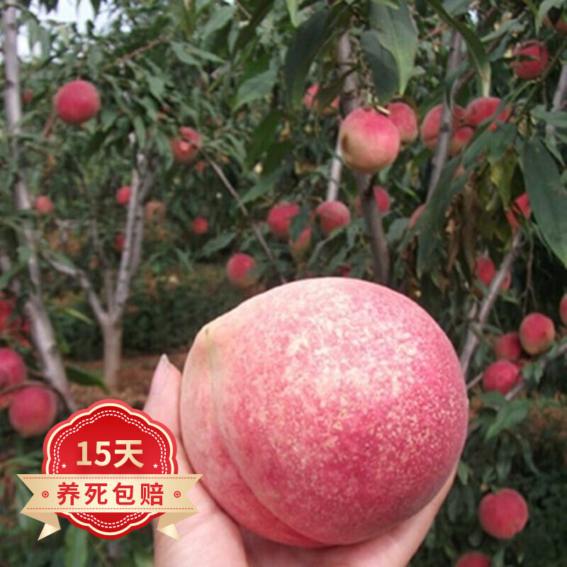 苗木查历史价格|苗木价格比较