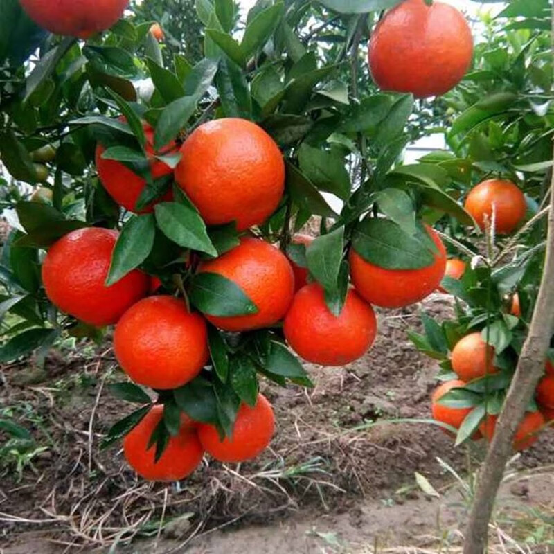 ��ŭ���ڼ޽�ɰ�������������������������Ե��Թ������Ϸ�������ֲ ������ ʮ������� ����������