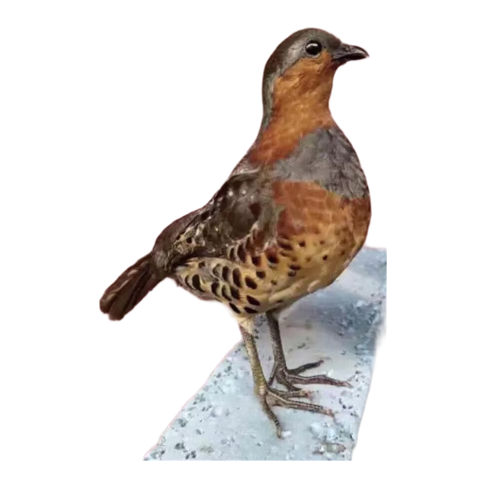 全套竹鸡标本仿真竹鸡模型户外教学演示道具摆件精品 红色竹鸡模型公