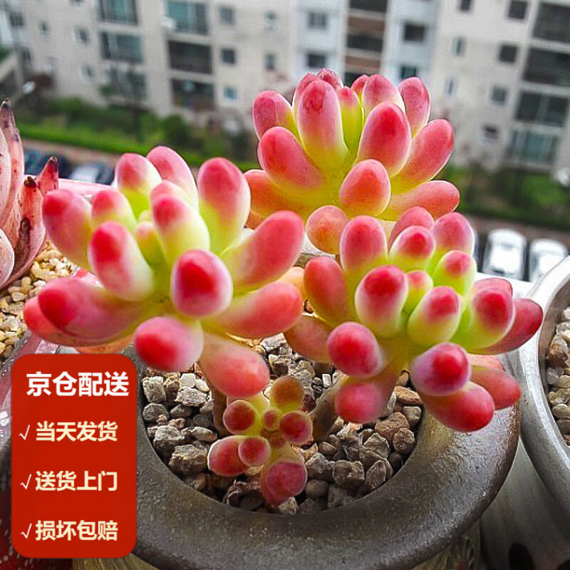 墨一(moyi)多肉稀有品种群生老桩多头大颗大株带盆多肉植物桃蛋 乙女