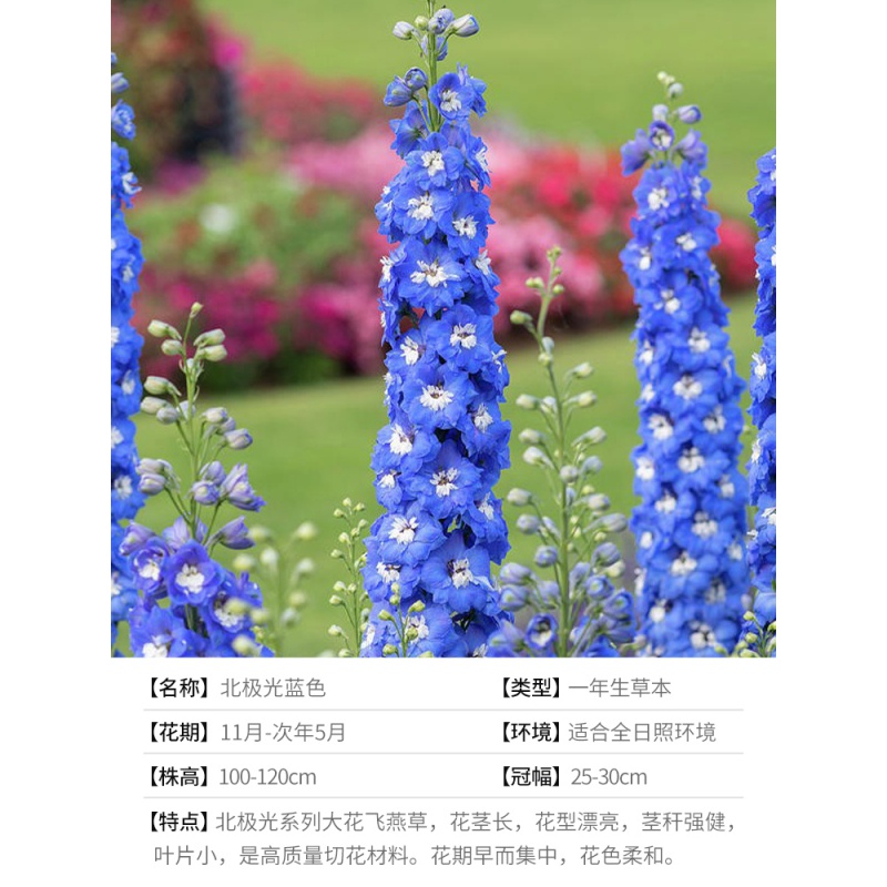 大花飞燕草卫士北极光庭院花境花卉植物盆栽花苗 飞燕草北极光蓝色18