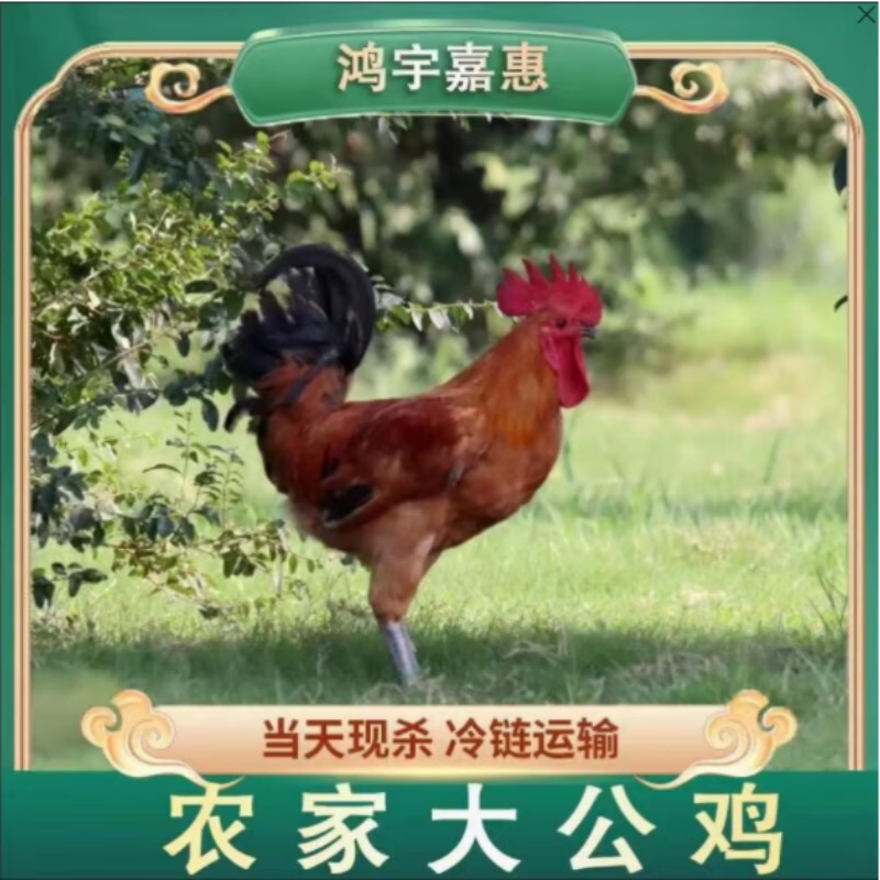 鸡肉价格分析助手|鸡肉价格历史