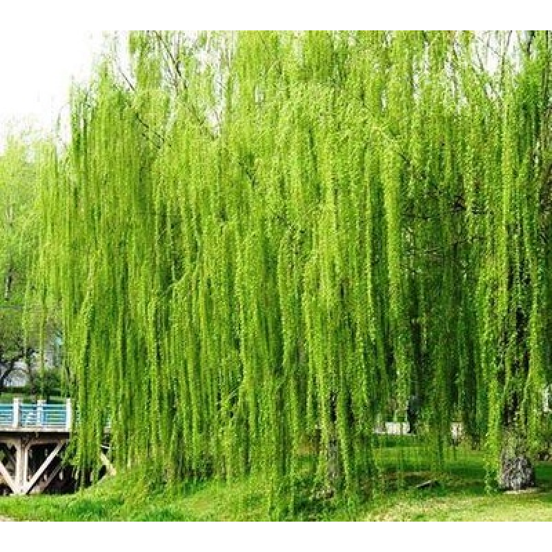翔意黄金柳 金丝垂柳 垂柳小苗 柳树枝条 垂杨柳树苗垂柳苗竹柳树