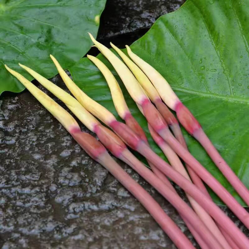 橙伯乐芋头花 现货 云南野菜 新鲜 芋荷花蔬菜农家1500g 1500g 1500g