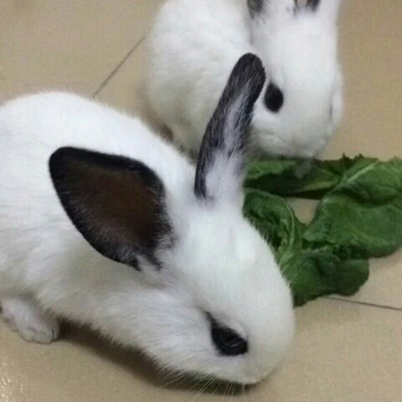 double yellow兔子活物 肉兔活体幼崽家兔纯种大型农家宠物兔兔苗 黑