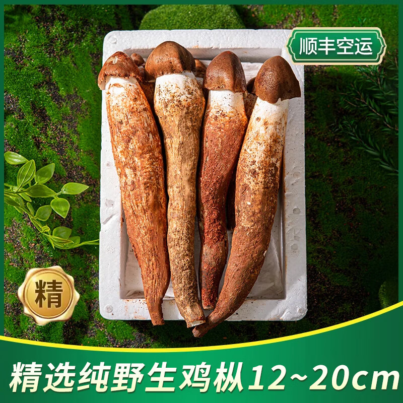 香格里拉松茸新鮮雞樅菌 云南特產(chǎn)菌菇 精選火把雞棕菌新鮮蘑菇火鍋食材 新鮮雞樅菌【野生】12-20cm 500g