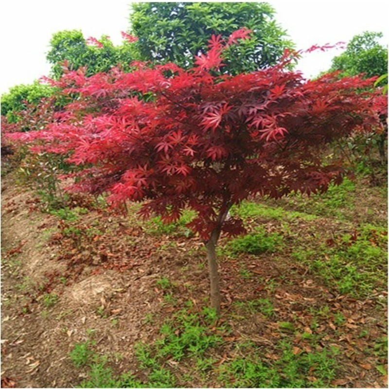 红枫树苗 红枫苗 美国红枫树苗 庭院别墅绿化树苗盆栽风景树苗 红儛