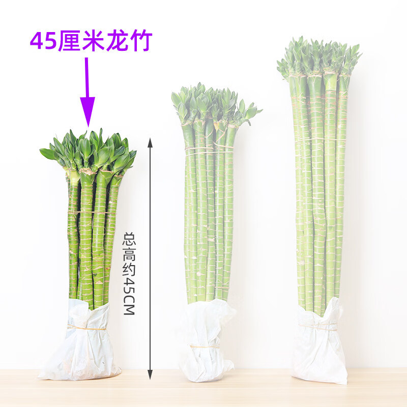 耘沫胭带根龙竹罗汉竹转运竹水培富贵竹竹办公室内水养植物 45厘米4支