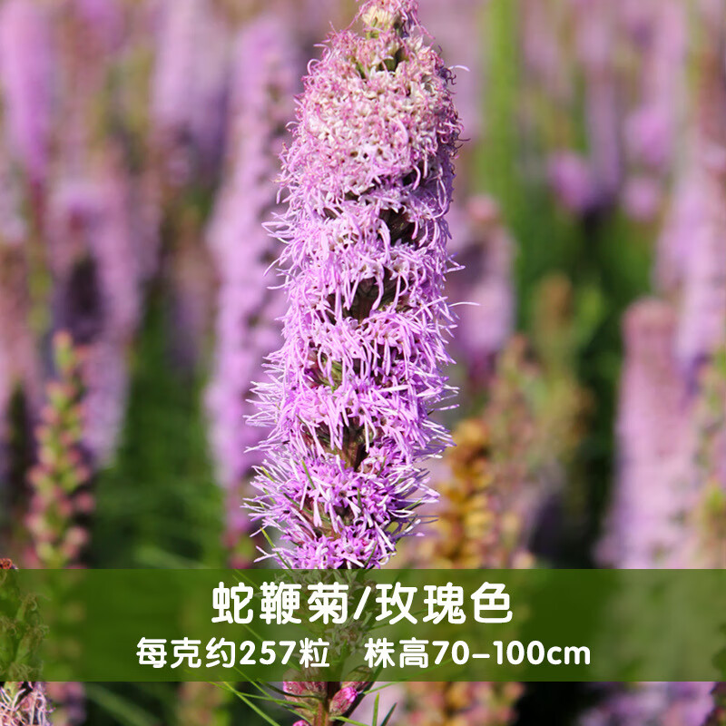 阳澄约定园林景观工程绿化观赏花卉蛇鞭菊种子阳台庭院盆栽花籽猫尾花