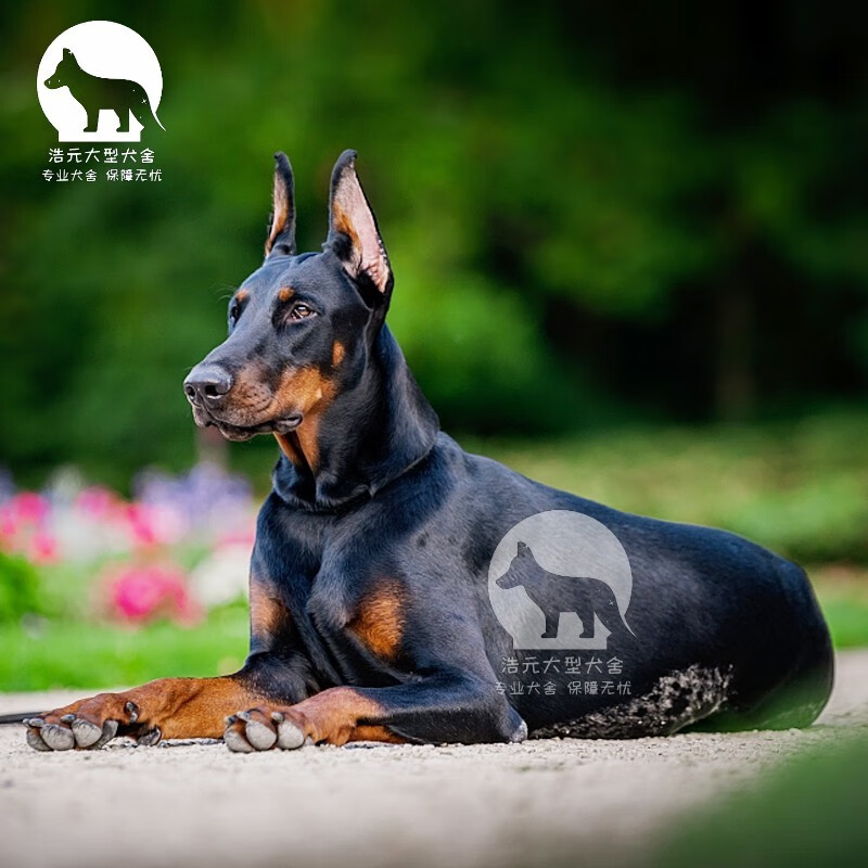 纯种杜宾幼犬德系黑色杜宾纯种猎犬幼犬美系犬狗宠物活体大型犬警犬