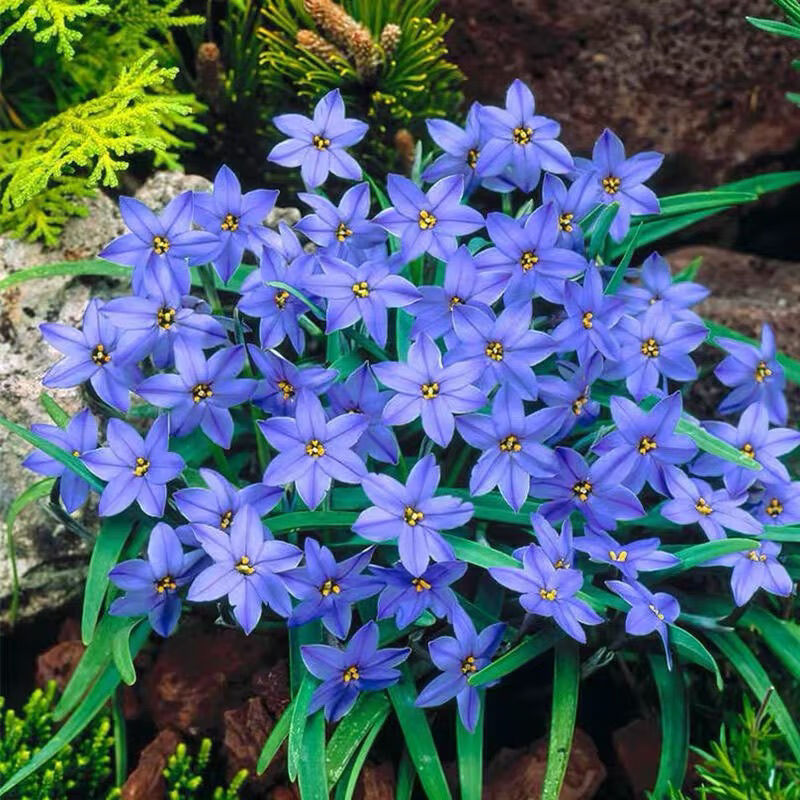 风雨兰种球葱兰重瓣葱兰韭菜兰花苗庭院阳台四季开花绿植花卉盆栽 深