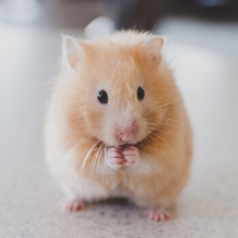 仓鼠金丝熊巨型活体活物布丁虎纹眼圈米熊奶牛宠物养殖笼饲料用具朴彩