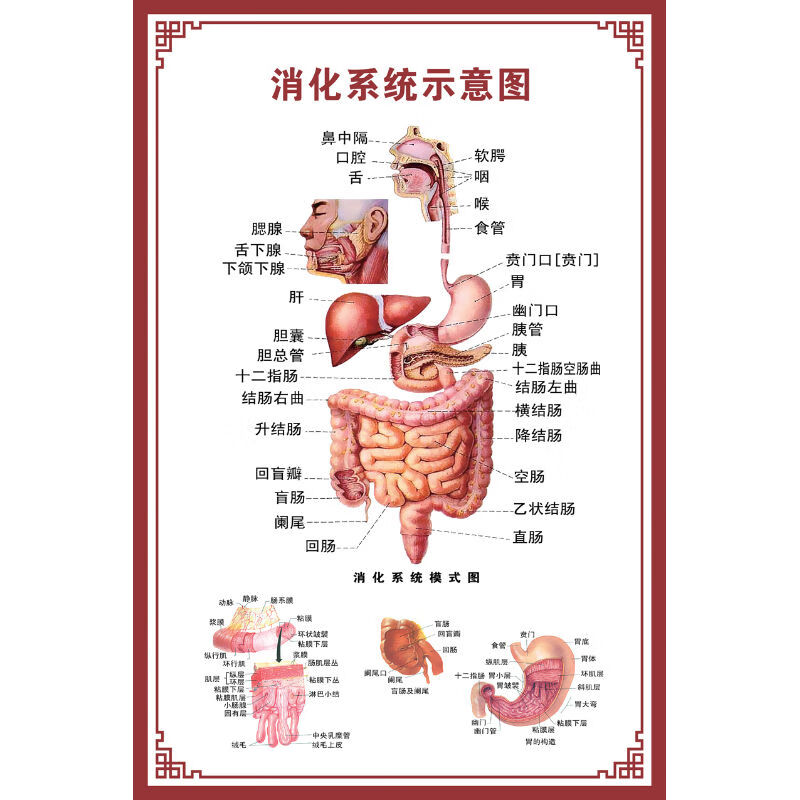 挂图器官示意图内脏结构图穴位图人体肌肉解剖图海报 消化系统示意图