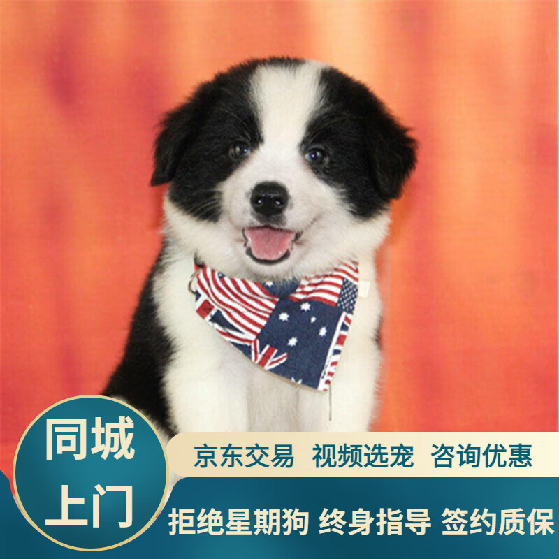 宁宠 边牧犬边牧幼犬活体边境牧羊犬幼崽宠物狗狗活体狗 宠物级