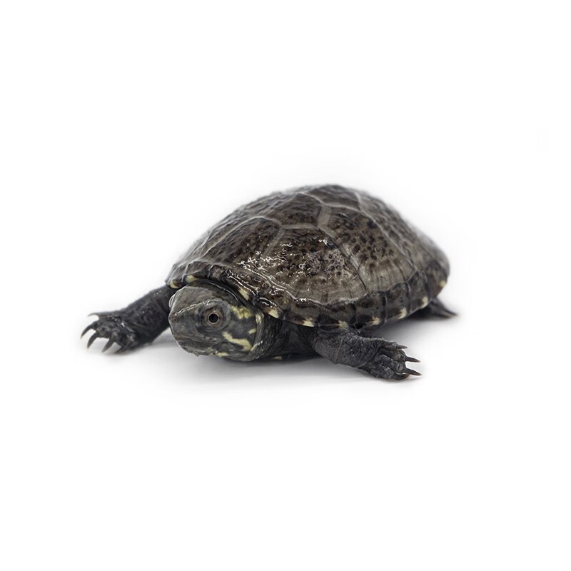 黄头盔苗禄泥迷你龟宠物龟观赏麝龟香剃刀小乌龟小老虎 头盔苗(灰色)