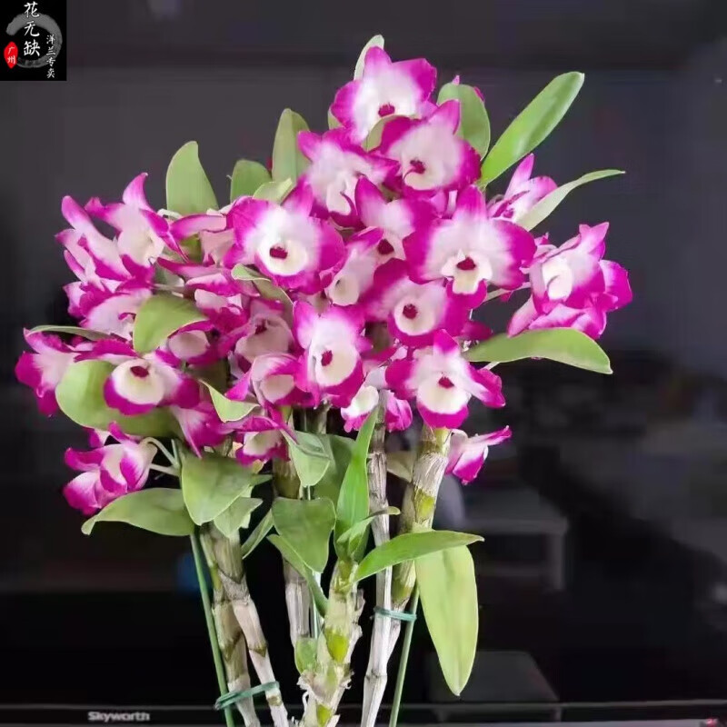 醉春木兰花洋兰日本春石斛兰红花甜甜圈 红 浓香易养易 带花