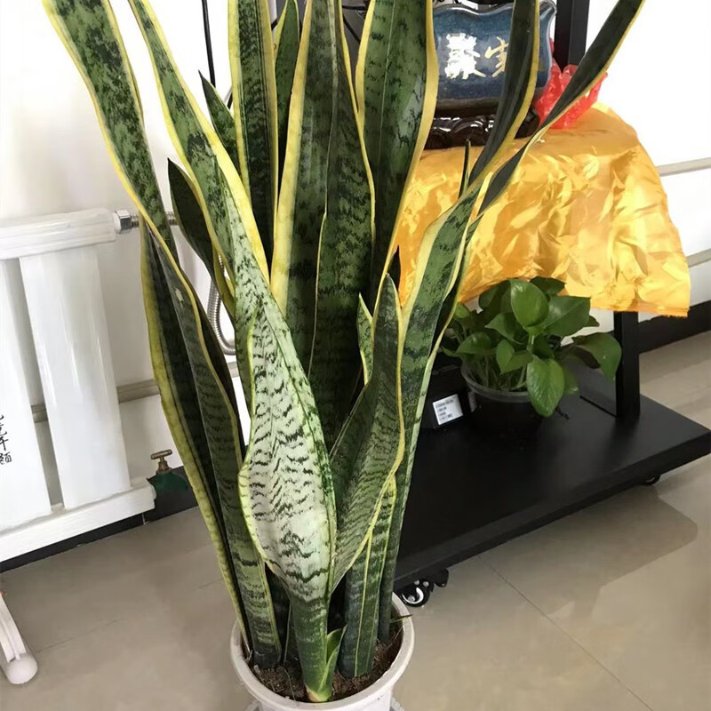 虎皮兰大盆虎尾兰盆栽客厅新装修房子净化空气银脉大颗虎皮兰 金边1.