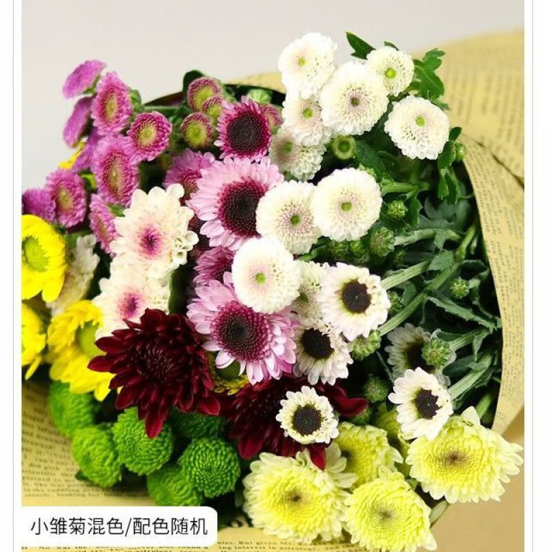 小雏菊鲜花批发云南昆明绿心菊花基地直发办公室家用插花水养鲜花