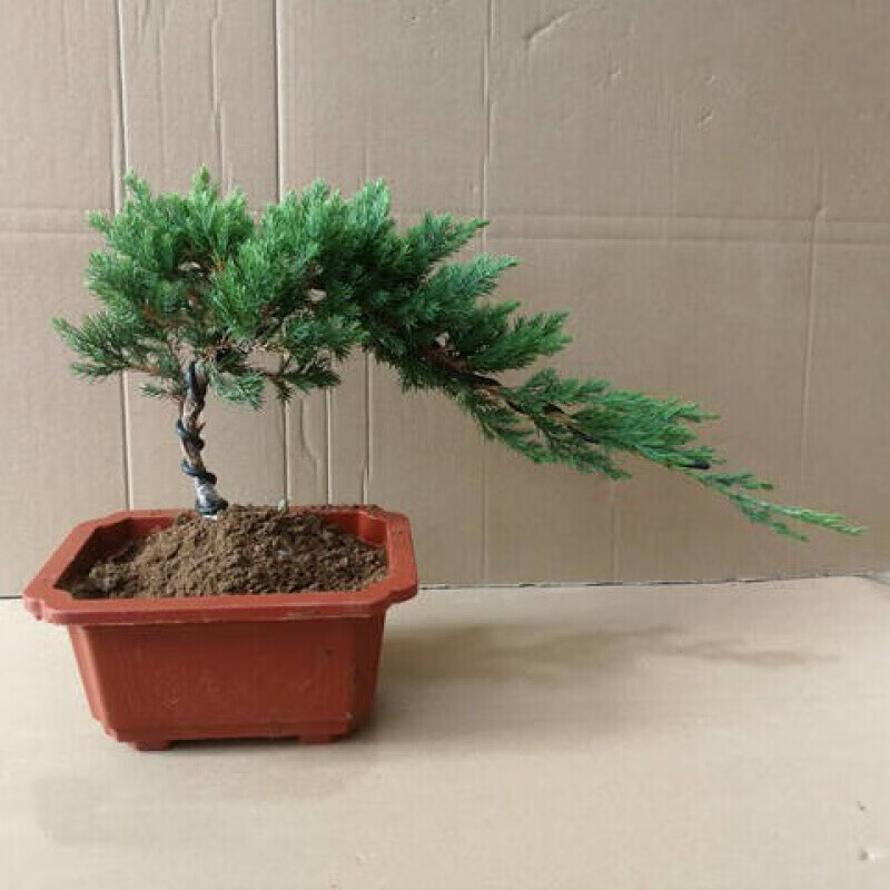 意轩迎客松 盆景真树自然树苗松柏盆栽客厅摆件办公室绿植植 自然素材苗20cm一棵