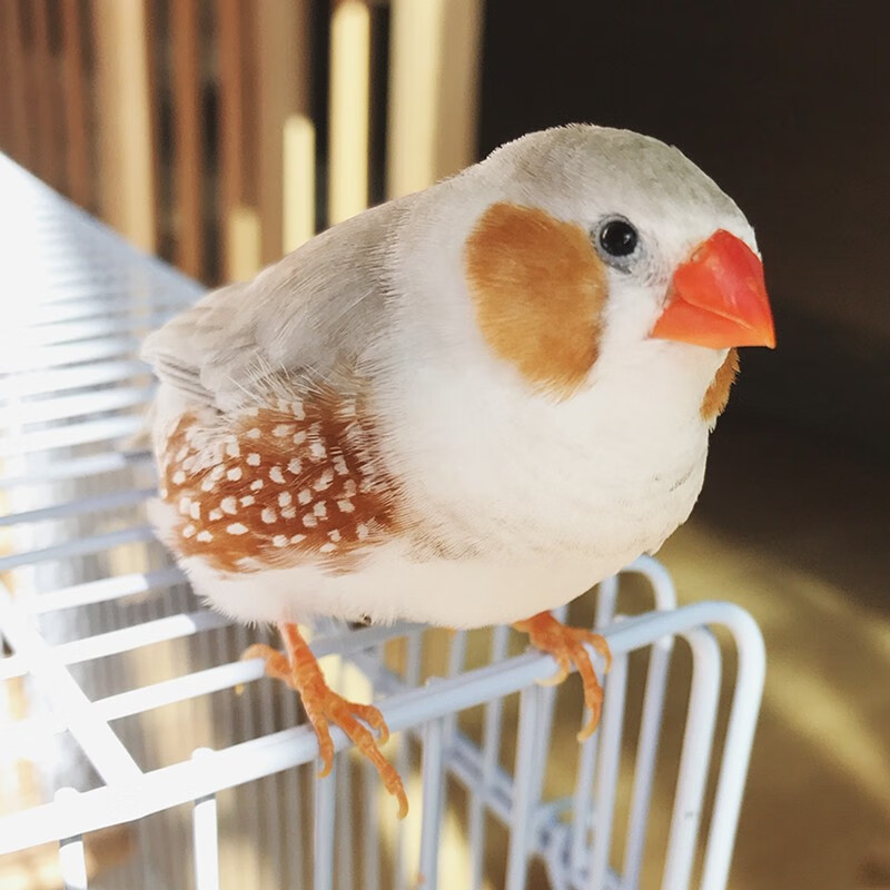 文鸟宠物灰白珍珠鸟十姐妹保姆种鸟繁殖小幼鸟袖珍鸟 驼色珍珠一只