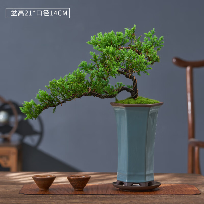 盆景悬崖临水造型植物桌面玄关四季常青绿植耐寒好养老桩盆栽 款式一