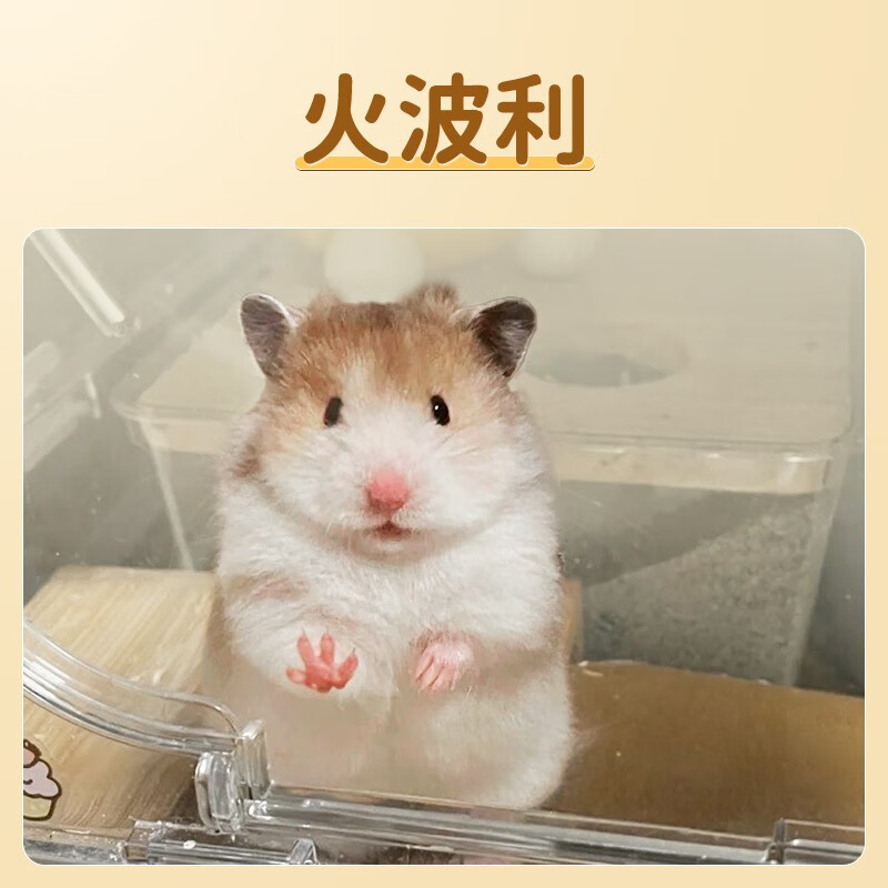 plant长毛仓鼠活体卷毛金丝熊宠物已打疫苗一公一母配笼子网红小动物