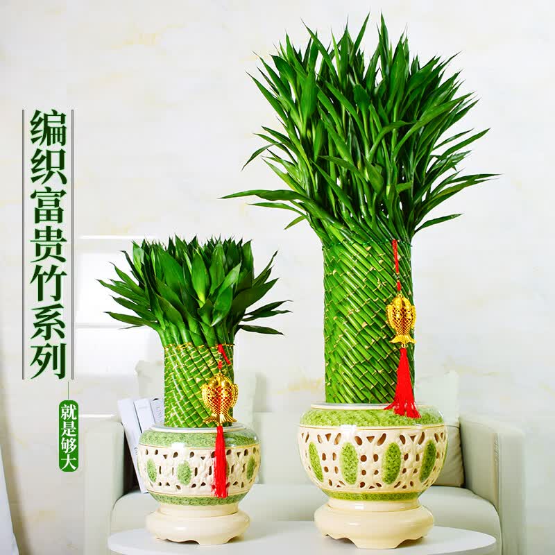 手耕田节节高富贵竹植物开运竹子盆栽客厅水养大型绿植室内乔迁大颗 大展鸿图 含盆