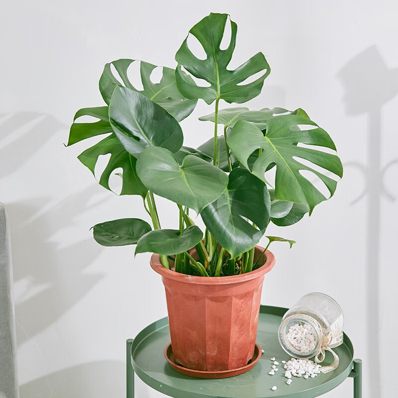 花城水调龟背竹绿植大型盆栽室内客厅阳台办公室净化空气四季常青吸