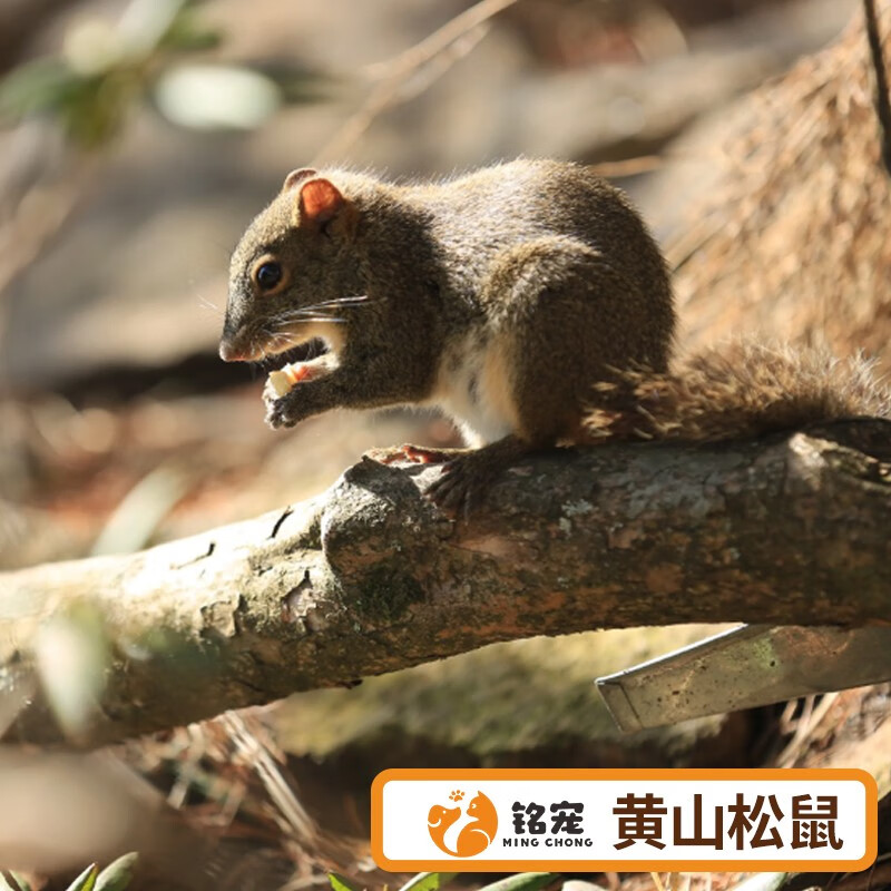 铭宠(mc)铭宠松鼠活体金花松鼠宠物活体异宠活体魔王松鼠宠物松鼠活体
