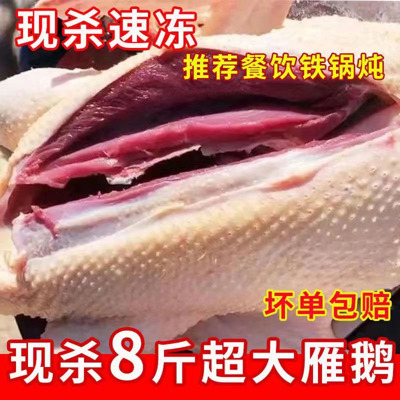 10斤大鵝新鮮大白鵝散養(yǎng)老鵝鵝肉整只鵝雁鵝超大只笨鵝 5-6斤
