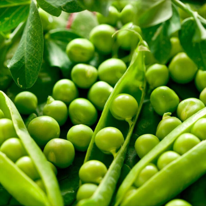 5kg青豆青豌豆农家种植青豆荚豌豆荚 3斤