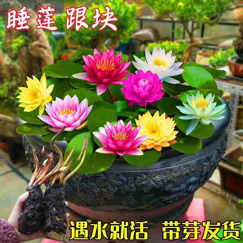 伟伟园艺伟伟 睡莲水培植物四季迷你睡莲根块荷花苗根茎水养花卉莲花