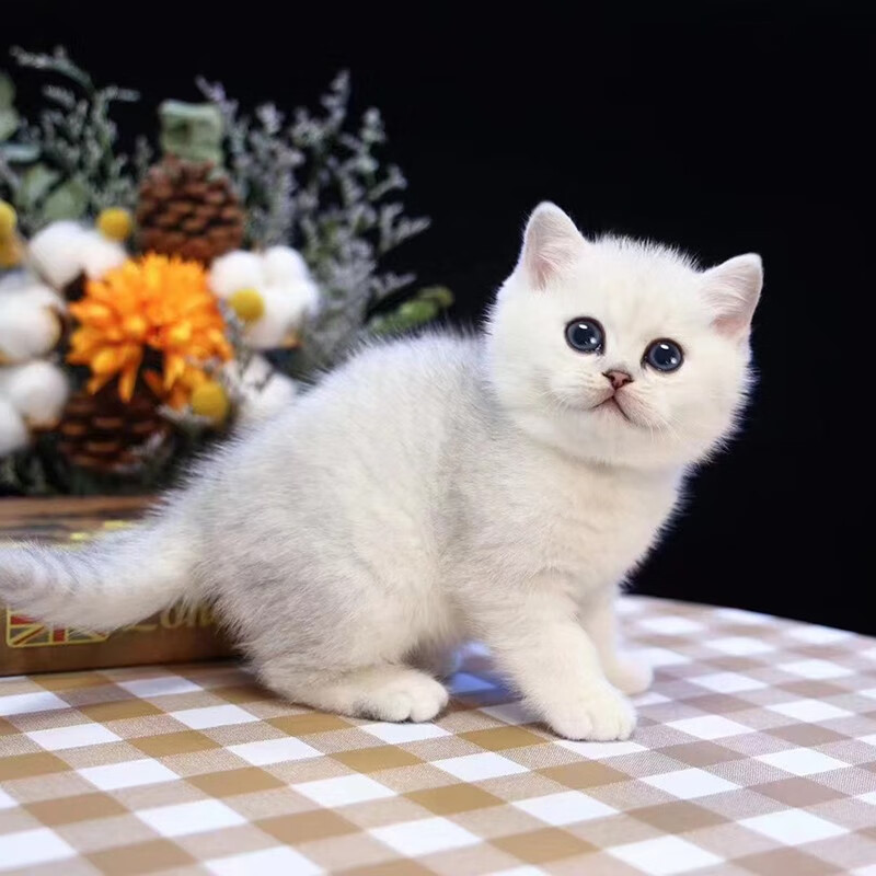 double yellow英短银渐层猫咪活体银点幼猫英国短毛猫幼崽宠物猫 宠物
