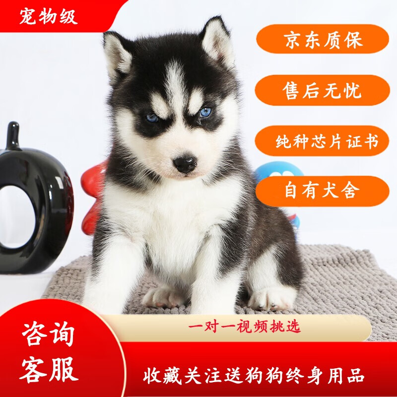 果粒之星 哈士奇幼犬活体纯种宠物狗活体二哈活物西伯利亚雪橇犬