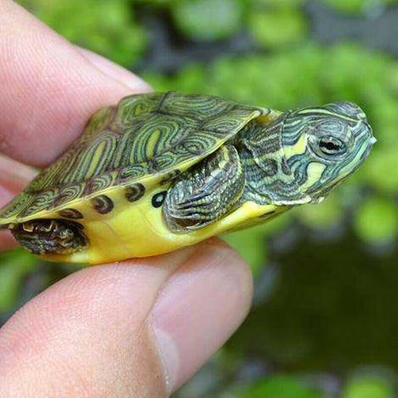 大脸兔 黄耳龟活体鱼龟混养深水龟乌龟活物甜甜圈淡水观赏龟清洁 乌龟