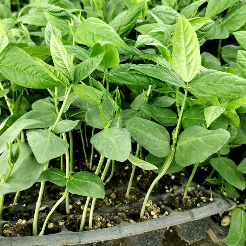 寿禾四季豆苗豇豆苗无架长豆角秧苗种籽豆角苗带土秋季 绿将军豆角苗
