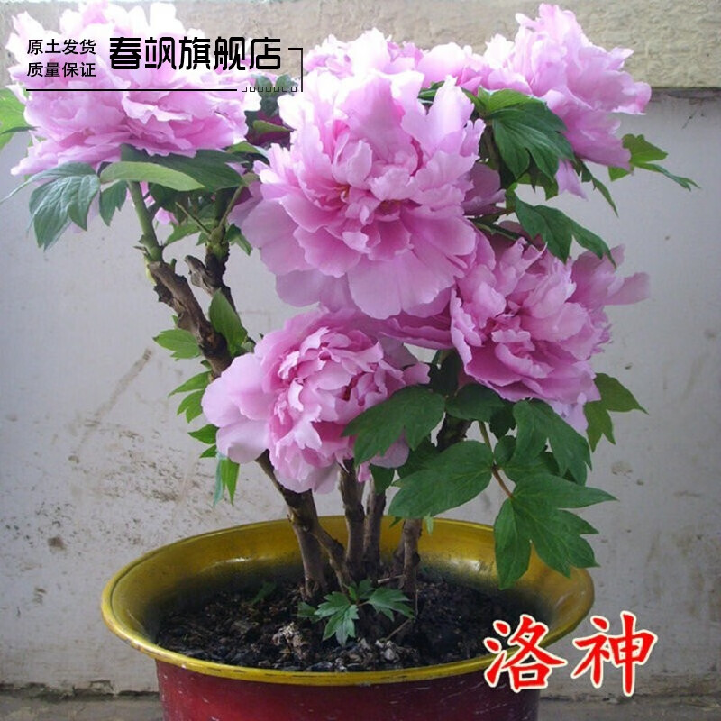 壮苗 正宗洛阳菏泽牡丹花 芍药盆栽花卉观花植物 室内庭院阳台种植