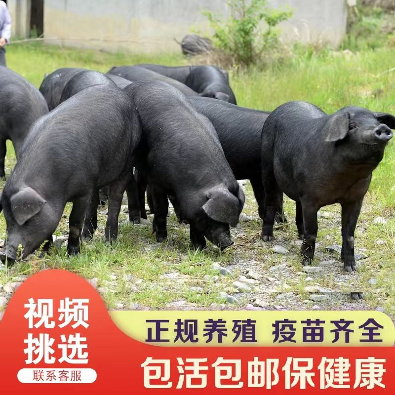 正宗中华本土猪纯种土黑猪活体猪原种苏太小猪仔活苗跑山猪养殖资
