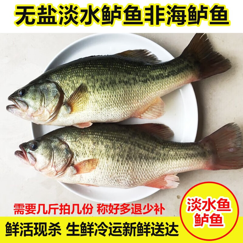 安峰山淡水鱼生态淡水鲈鱼现杀淡水产品新鲜河鲈鱼鲜活鱼 一条1斤左右