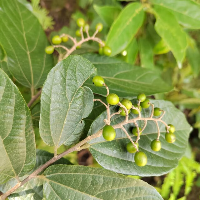 姒桀布渣叶破布叶麻布叶苗布包木枝叶发货破布子树布渣叶苗 现采新鲜