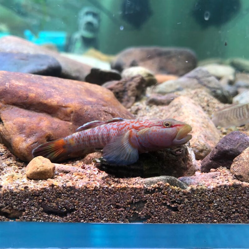 虾虎鱼 星条旗 虾虎戴氏 高帆雀斑 凶猛观赏鱼冷水鱼 巨型子陵虾虎7