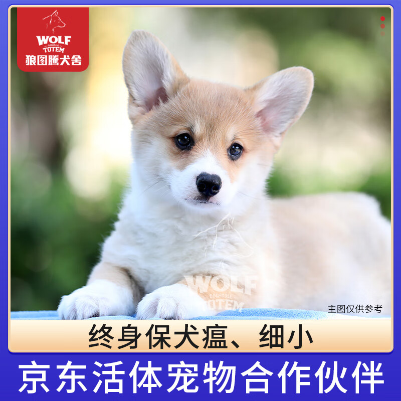 京狼图腾纯种双血统柯基犬短腿柯基幼犬活体宠物狗威尔士柯基犬狗狗