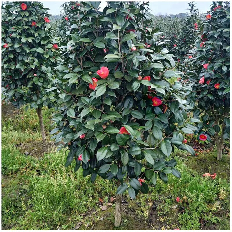 耐冬山茶花树苗盆栽地栽大型室内庭院植物耐寒盆景高杆耐冬茶花苗庭院