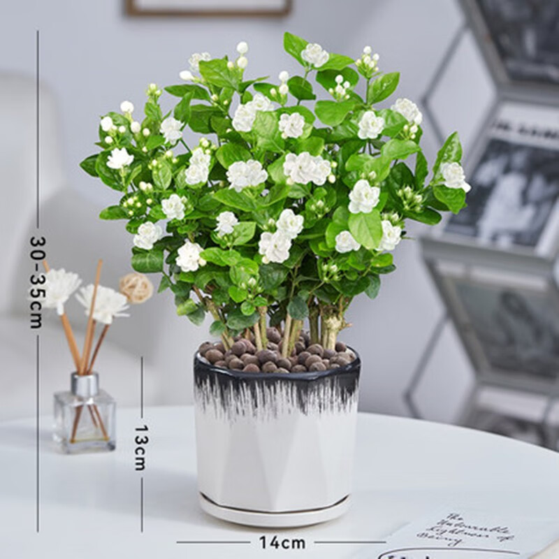 哈里特茉莉花四季开花苗带花苞花卉植物室内花阳台庭院驱蚊鲜花绿植