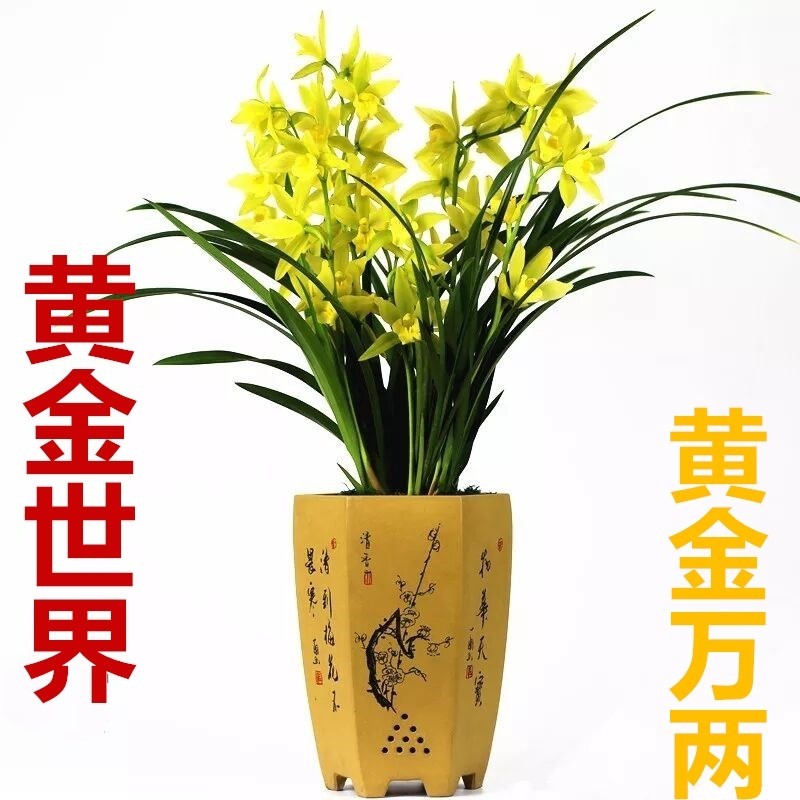 建兰浓香四季君子兰花 墨兰 蕙兰室内花卉植物盆栽 黄金万两【8棵苗】