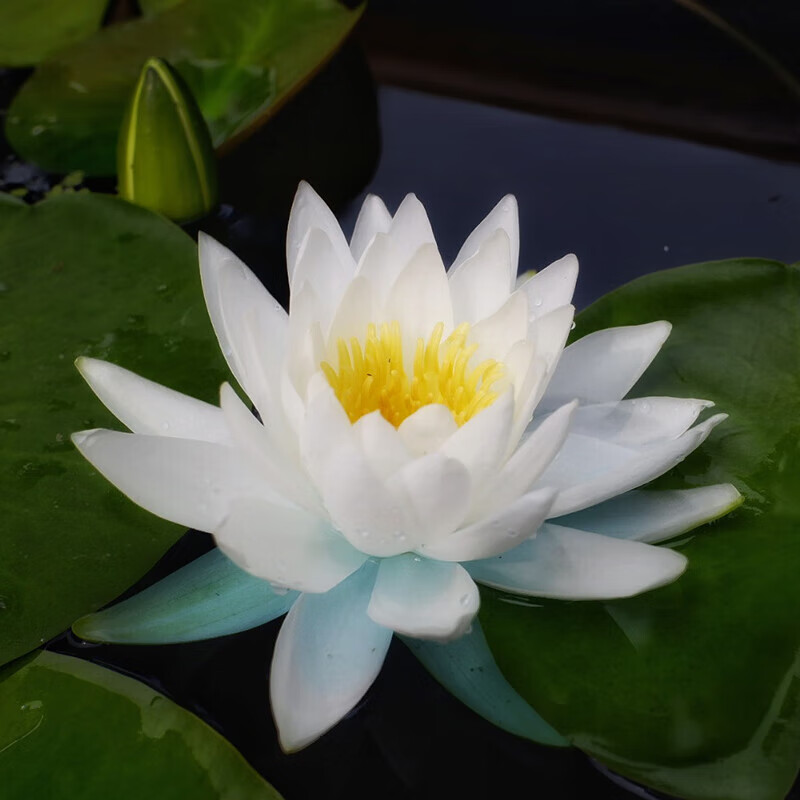 穆淳傲睡莲带花苞发货水培植物可养鱼水栽培花卉水缸里养的无土水里
